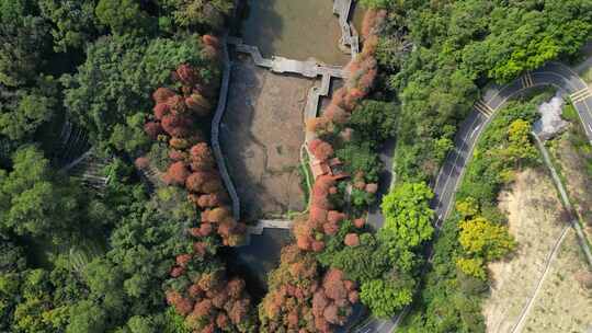 航拍广东省深圳市仙湖植物园落羽杉