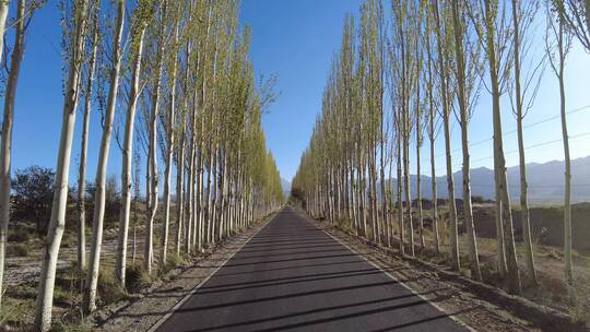 荒滩白杨树林间笔直道路开车向前