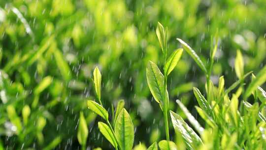 茶叶广告宣传 清明谷雨 茶叶嫩芽特写