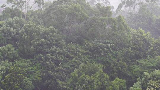 森林树林下雨狂风暴雨风吹雨打树丛大风大雨