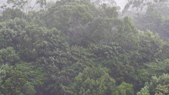 森林树林下雨狂风暴雨风吹雨打树丛大风大雨视频素材模板下载