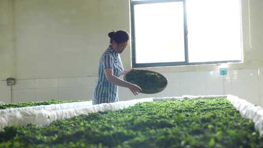 茶山 茶叶