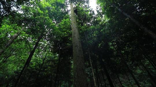 雨后山林