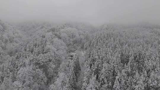 四川雅安泥巴山雪景树林雾凇实拍