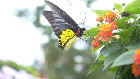 蝴蝶在花丛中煽动翅膀02视频素材模板下载