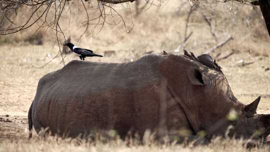 犀牛，南非，热带草原，Safari