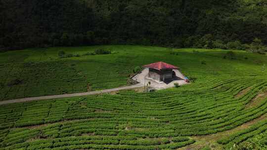 西藏墨脱格林村高山茶园自然风光