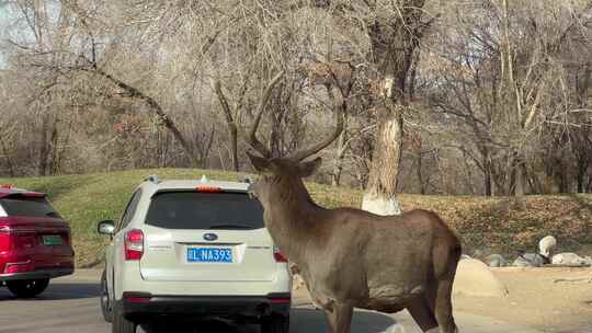 北京野生动物园开车喂麋鹿