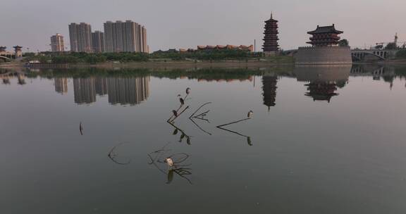 洛阳洛河日出鸟类生态环境航拍