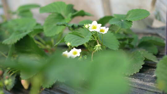 农民田间劳动种植蔬菜蔬菜大棚里的蔬菜草莓