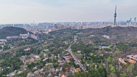 青岛春天青岛中山公园樱花