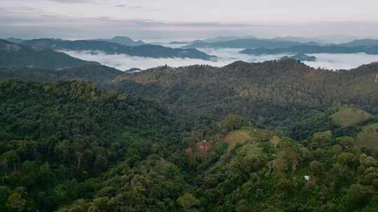 云南茶业易武茶山云海