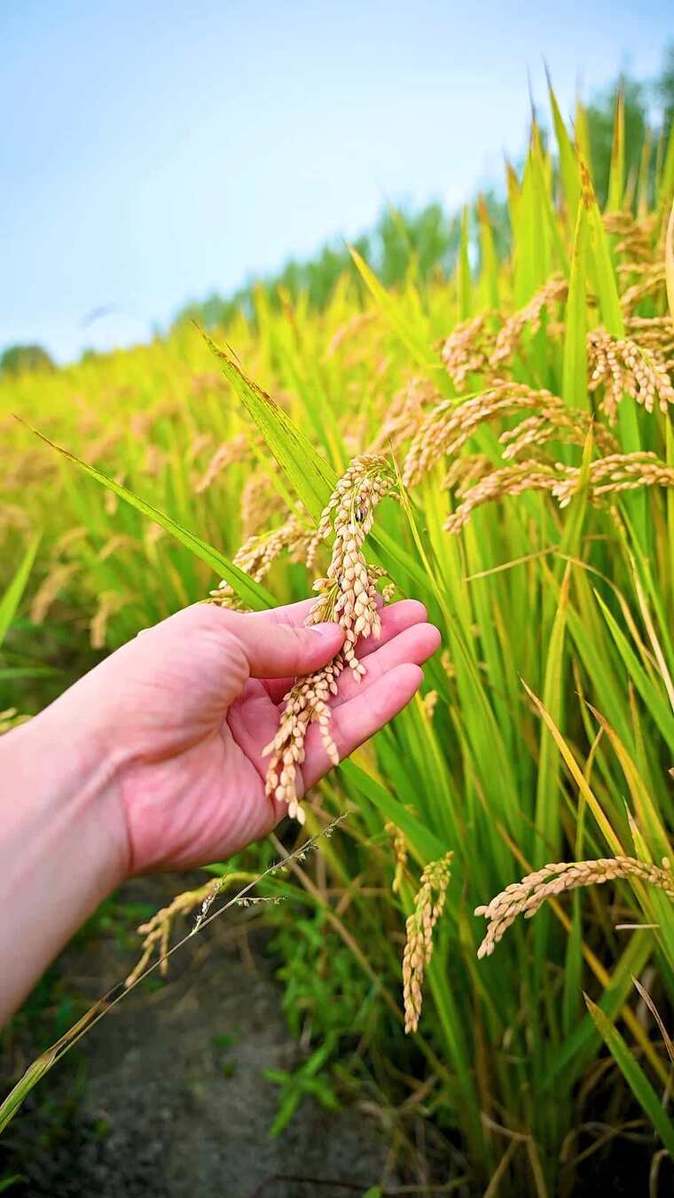 秋天丰收待收割的金色水稻