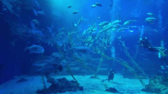 海底世界水族馆里的鱼群