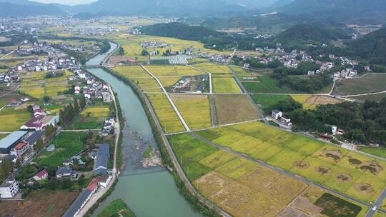 美丽乡村杭州建德稻香小镇金色稻田田园风光