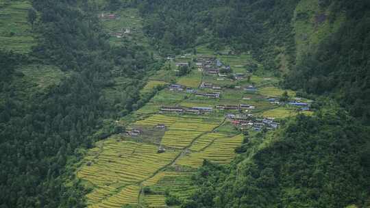 水稻梯田，山，树，房子