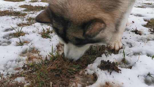 在雪地里抛草根的阿拉斯加