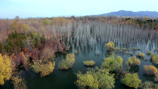 4K航拍深秋湖水中的白桦树树林和远山