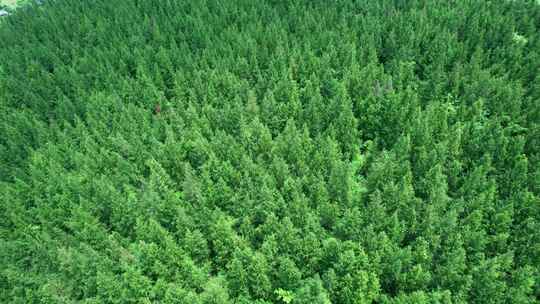 大自然风景森林树林生态绿色环保