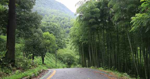 山间步道绿色竹林