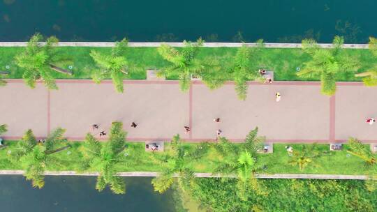 60帧南湖公园南宁椰子树休闲散步航拍视频素材模板下载
