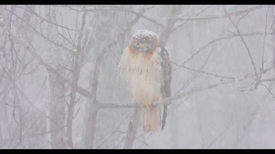 大雪中红尾鹰坐在树枝上