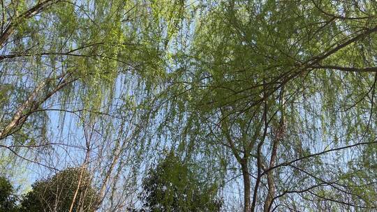 春天发芽的柳树