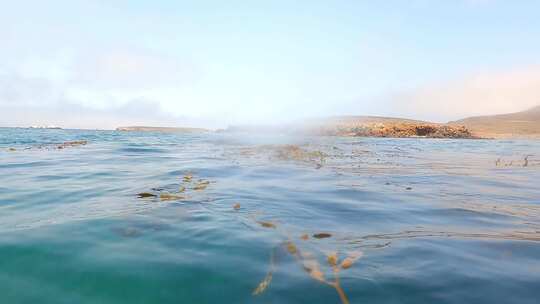 水中漂浮的海草