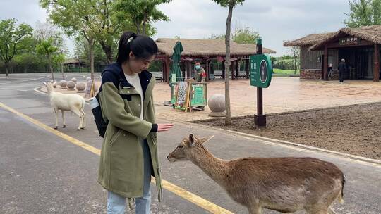 济南野生动物园游客与动物