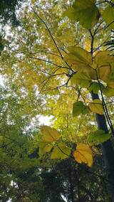 秋天的树叶子高清在线视频素材下载