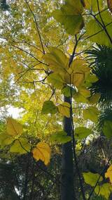 秋天的树叶子高清在线视频素材下载