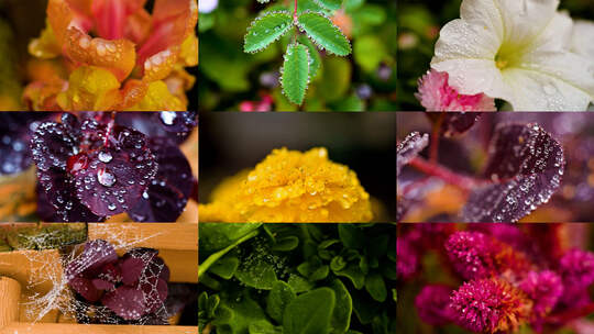 寒露露水花园花朵露水黄花菜特写合集