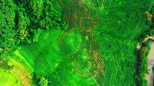 海南五指山梯田航拍