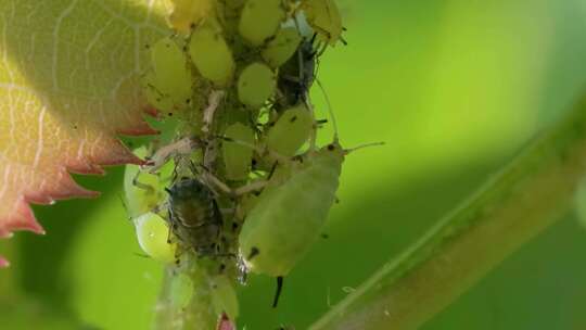 大黑蚂蚁的卵巢，万物复苏，春日繁殖