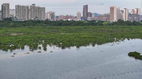 4K航拍深圳福田红树林湿地保护区