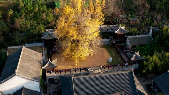 陕西省西安市古观音禅寺银杏树航拍