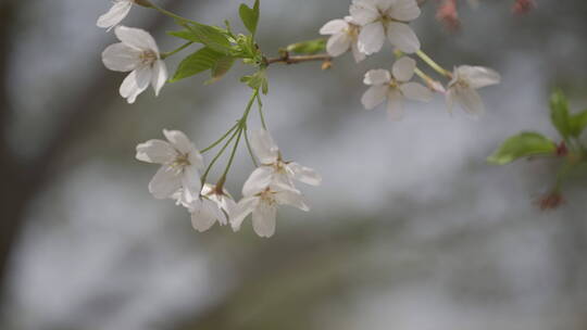 樱花飘落