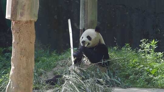 大熊猫吃早餐