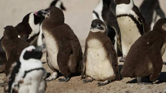 南极企鹅视频素材模板下载