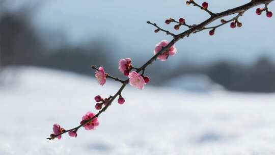 雪中绽放的梅花特写