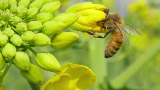 春天金黄色的油菜花上蜜蜂采蜜慢镜头