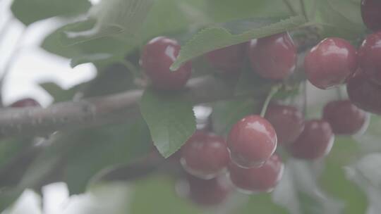 枝头上成熟的樱桃从左向右摇镜头LOG