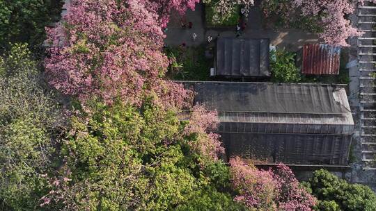 中国广东省广州市天河区华南师范大学异木棉