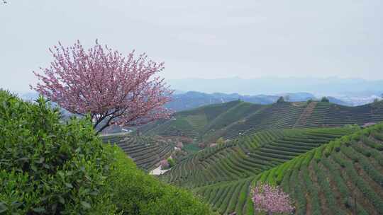 杭州富阳拔山春天樱花茶园风景