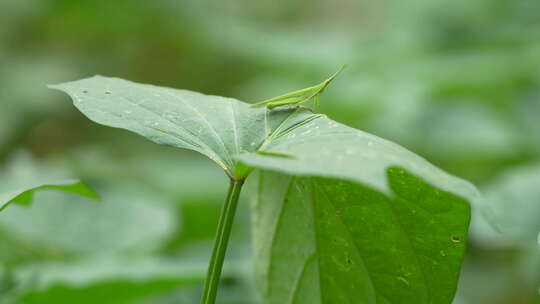 绿色草蜢实拍