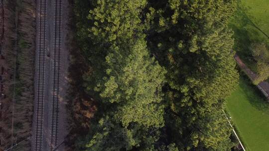 无人机航拍绿树