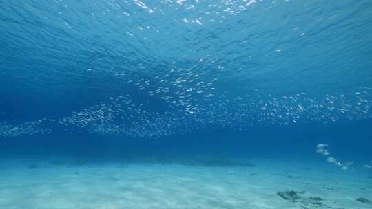 浅滩，鱼，海洋，海