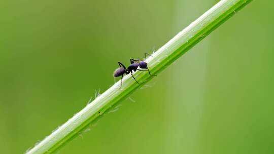 蚂蚁在植物上行走特写