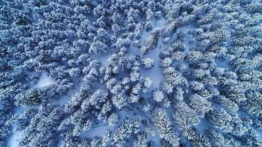 冬季雪景云杉树垂直航拍
