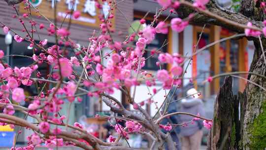 杭州植物园灵峰探梅梅花开了风景视频素材